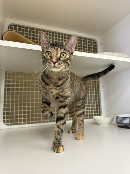 ROSIE QUARTZ - Torbie available for adoption