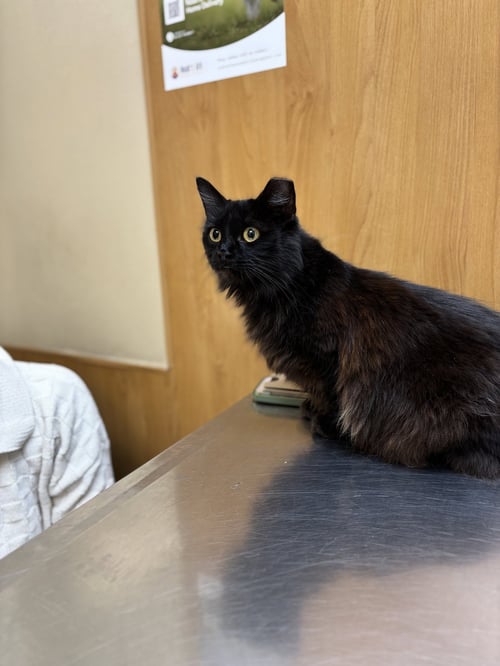 ZZ "ETHEL" COURTESY LISTING - Domestic Medium Hair available for adoption