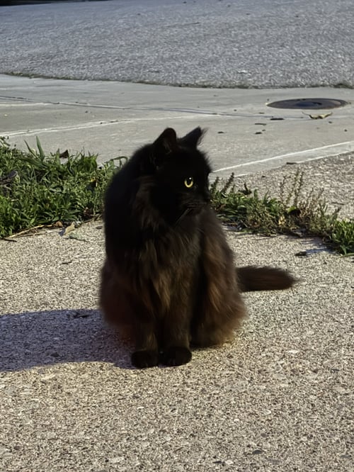 ZZ "ETHEL" COURTESY LISTING - Domestic Medium Hair available for adoption