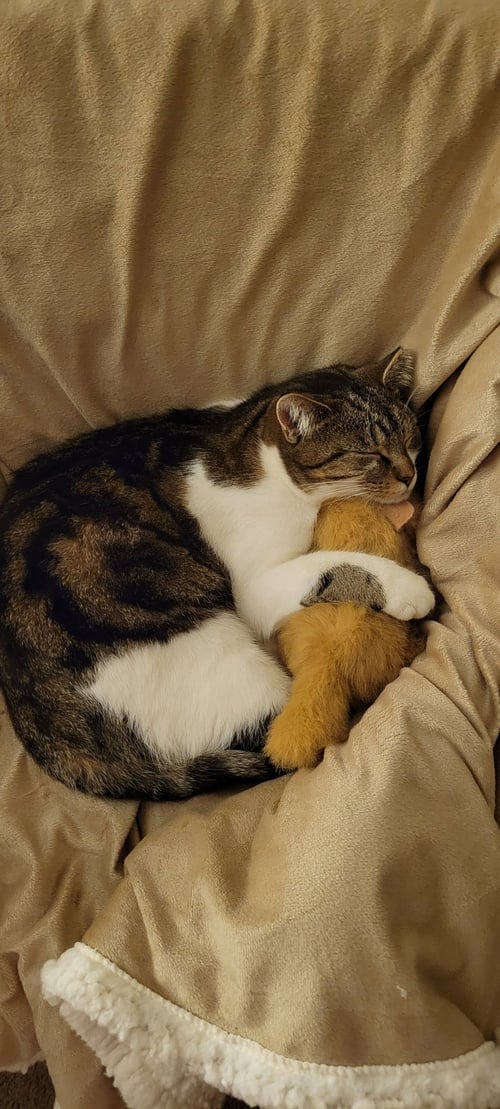 ZZ "COCOA" COURTESY LISTING - Tabby / Domestic Short Hair available for adoption