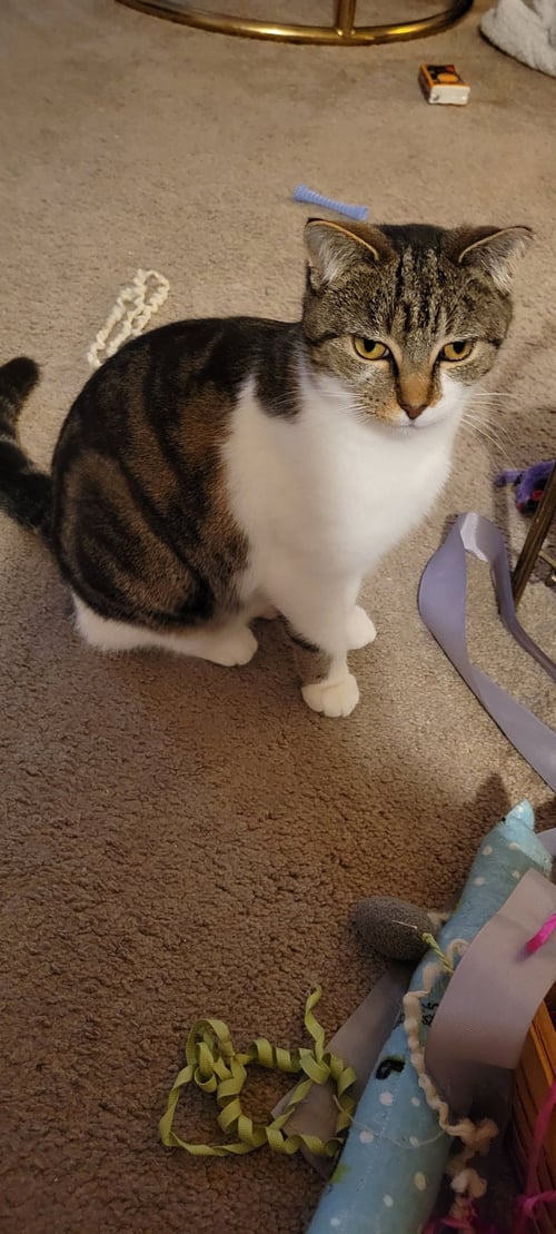ZZ "COCOA" COURTESY LISTING - Tabby / Domestic Short Hair available for adoption