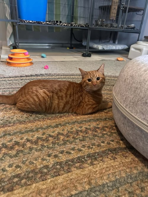 BIP - Tabby / Domestic Short Hair available for adoption