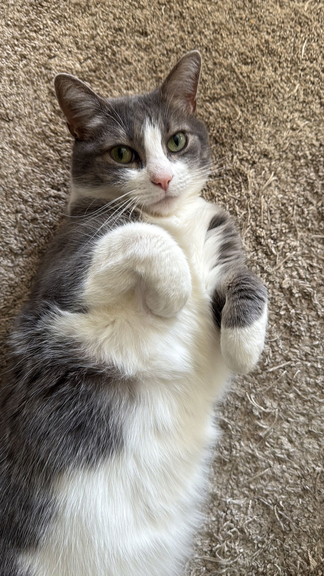 LEO - Domestic Short Hair / Tabby available for adoption