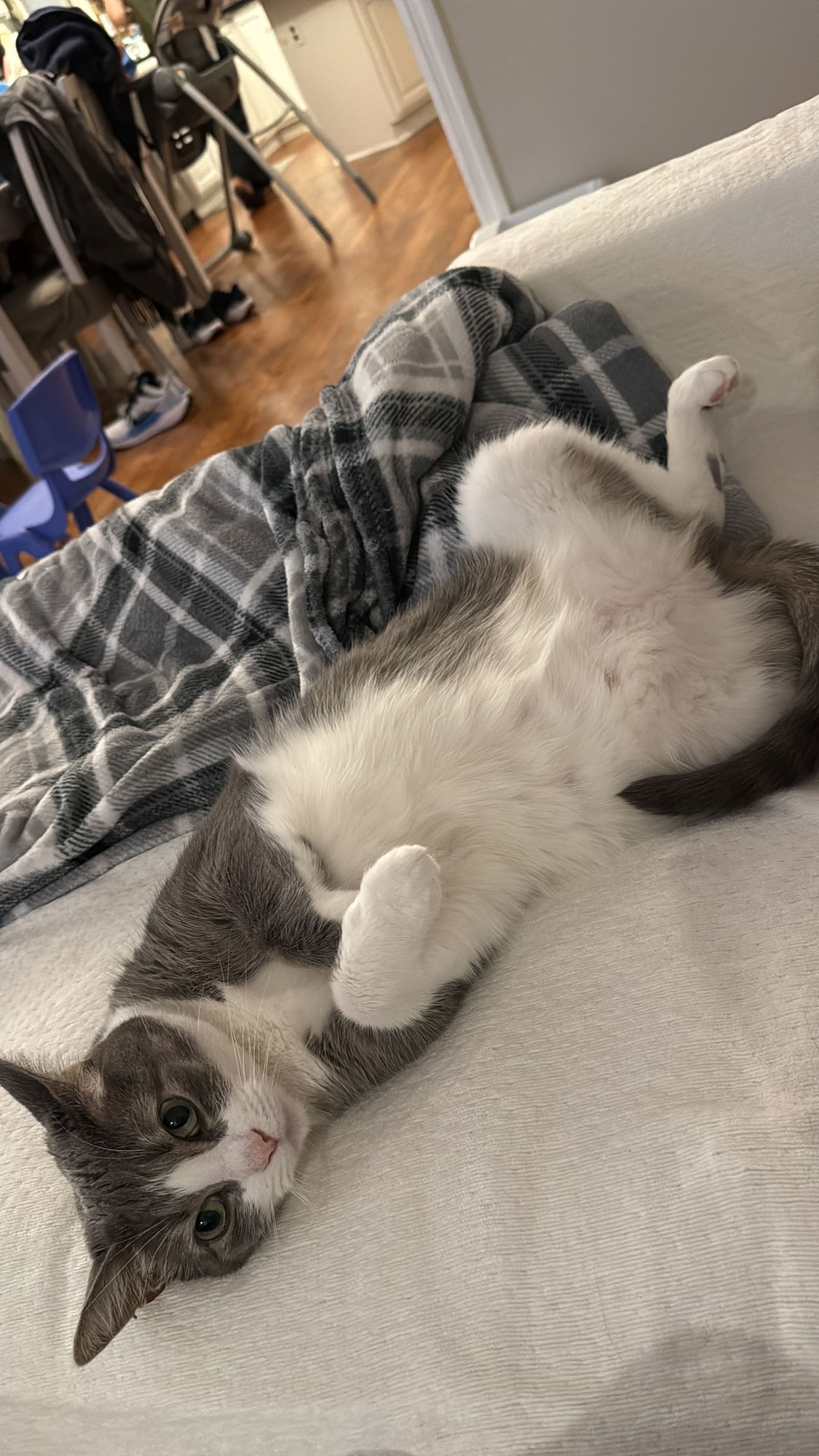 LEO - Domestic Short Hair / Tabby available for adoption