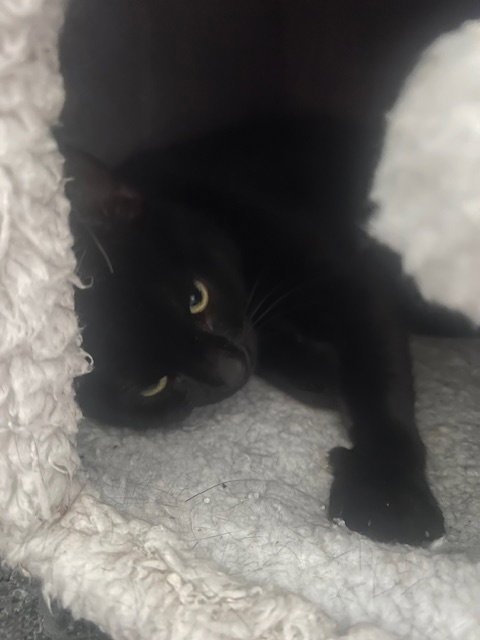 HAILEY "COURTESY POST" - Domestic Short Hair available for adoption