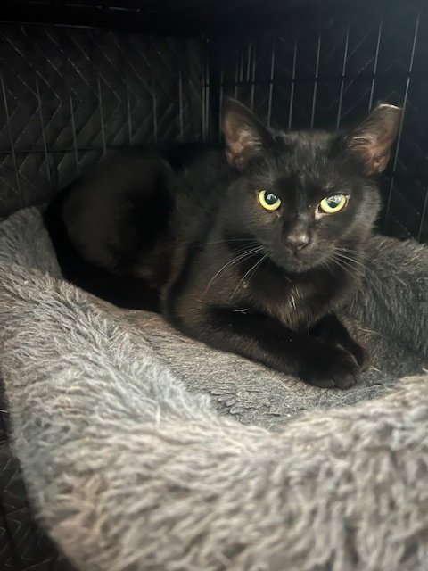 HAILEY "COURTESY POST" - Domestic Short Hair available for adoption