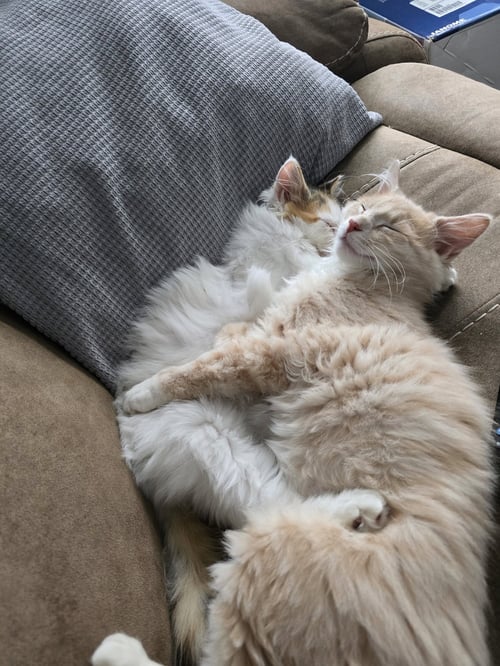 ZZ "PURRNELOPE" COURTESY LISTING - Domestic Long Hair available for adoption
