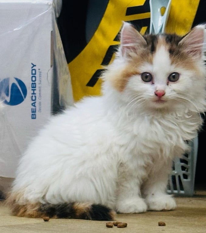 zz "Purrnelope" courtesy listing Image