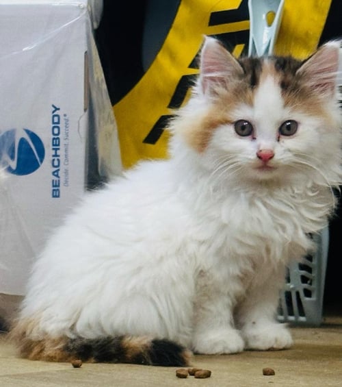 ZZ "PURRNELOPE" COURTESY LISTING - Domestic Long Hair available for adoption