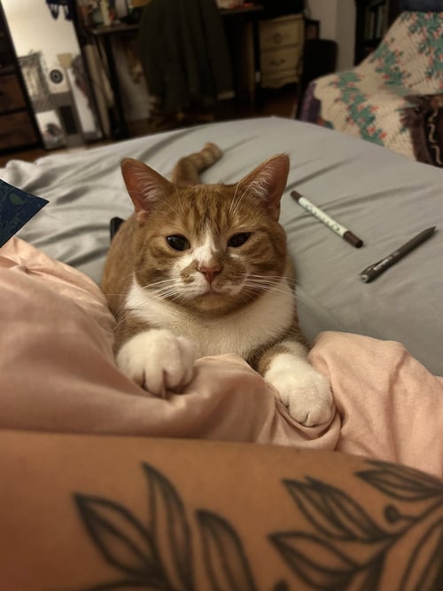 ZZ "FINNAGIN" COURTESY LISTING - Domestic Short Hair available for adoption