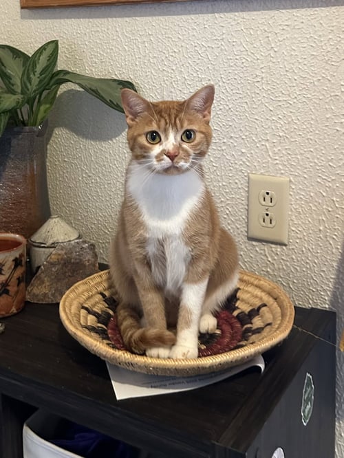 ZZ "FINNAGIN" COURTESY LISTING - Domestic Short Hair available for adoption