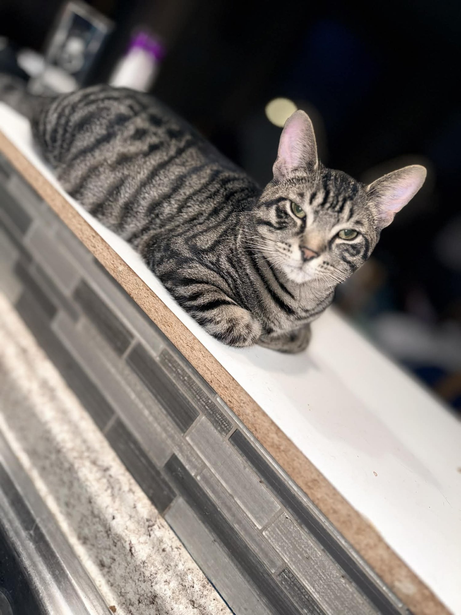 DASH - Tabby / Domestic Short Hair available for adoption