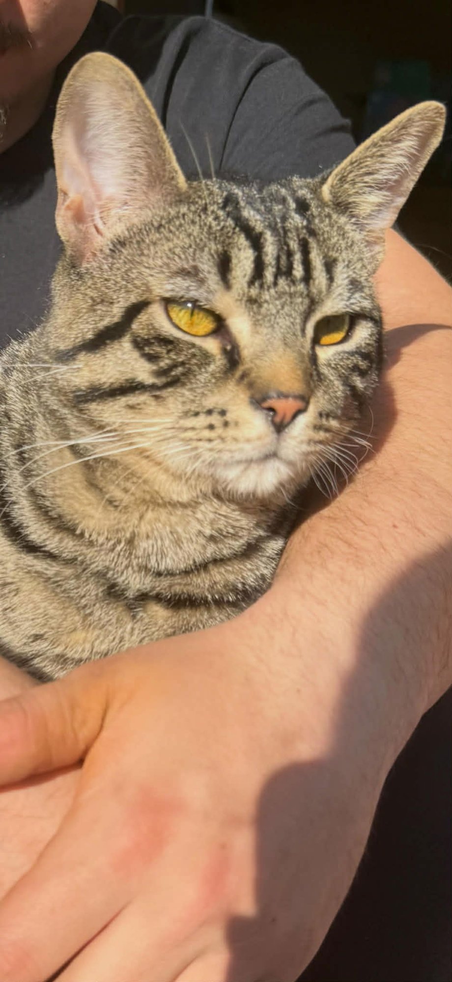 DASH - Tabby / Domestic Short Hair available for adoption