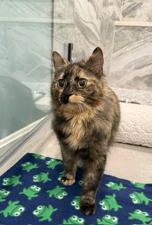 MINI BIMINI - Domestic Medium Hair available for adoption