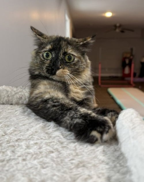 MINI BIMINI - Domestic Medium Hair available for adoption