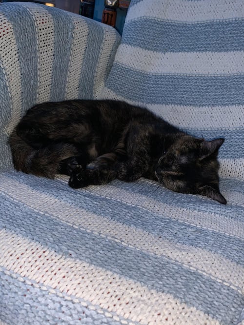 ZZ "BEAN" COURTESY LISTING - Tortoiseshell available for adoption