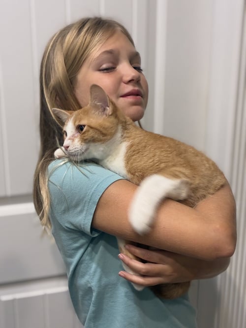 CHARLIE RAY - Tabby / Tuxedo available for adoption