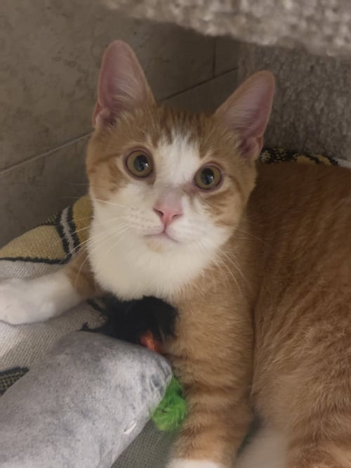 CHARLIE RAY - Tabby / Tuxedo available for adoption