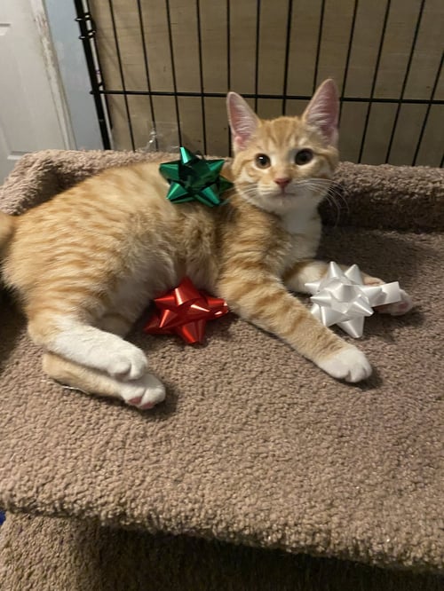 GINGERBREAD - Domestic Short Hair / Tabby available for adoption