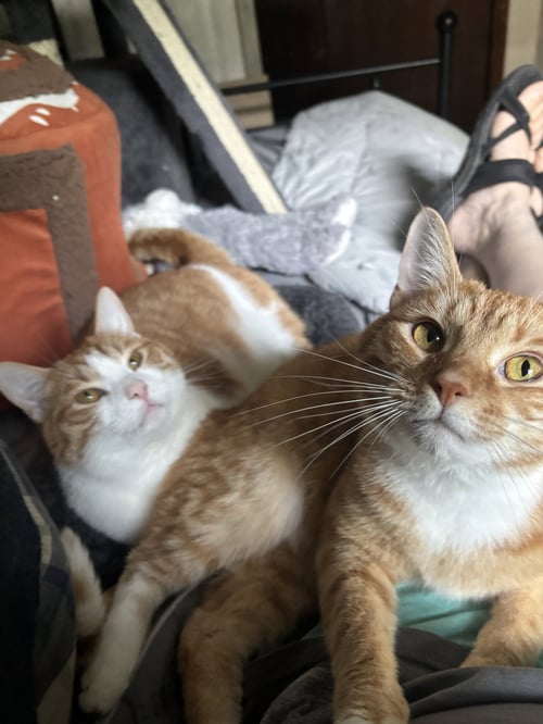 GINGERBREAD - Domestic Short Hair / Tabby available for adoption
