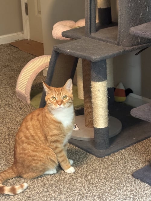 GINGERBREAD - Domestic Short Hair / Tabby available for adoption
