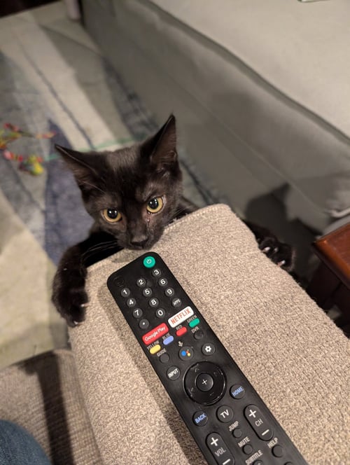 FAITHE - Domestic Short Hair available for adoption