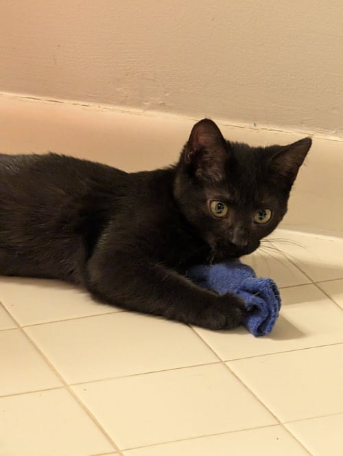 FAITHE - Domestic Short Hair available for adoption