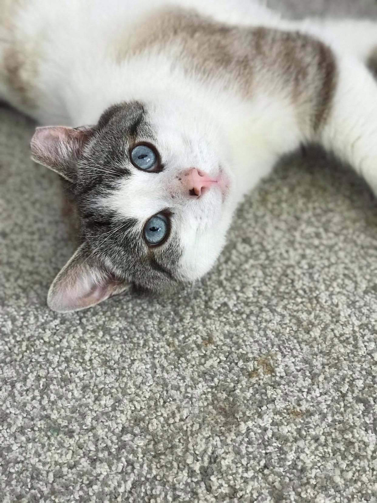 MOONSHINE - Siamese / Tabby available for adoption