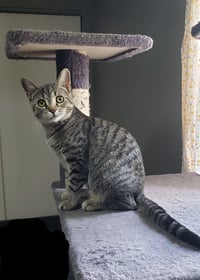 Cadence - Photo 10