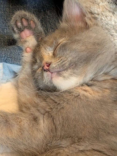 BUFFALO TRACE - Domestic Short Hair available for adoption