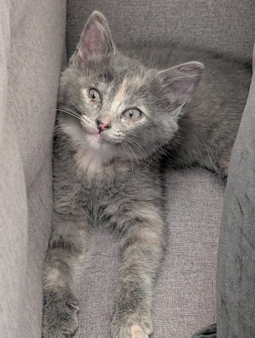 BUFFALO TRACE - Domestic Short Hair available for adoption