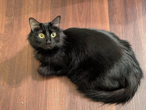 BLUE MIDNIGHT - Domestic Long Hair available for adoption
