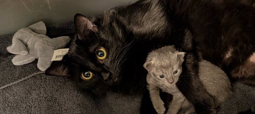 BLUE MIDNIGHT - Domestic Long Hair available for adoption