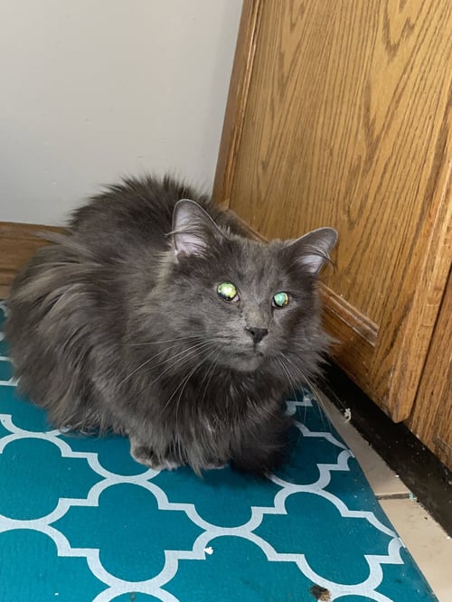 ZZ "STIMPY" COURTESY LISTING - Domestic Long Hair available for adoption