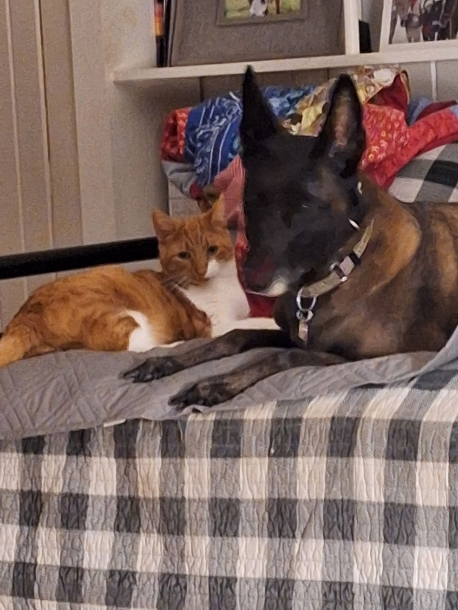 ZZ "RICKY" COURTESY LISTING - Domestic Short Hair for adoption in Covington