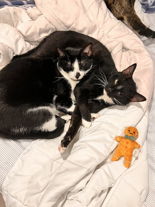 ZZ "CAPONE AND AUGGIE" COURTESY LISTING - Domestic Short Hair / Tuxedo available for adoption