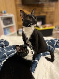zz "Capone and Auggie" courtesy listing - Photo 2