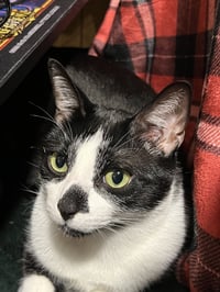 zz "Capone and Auggie" courtesy listing - Photo 4