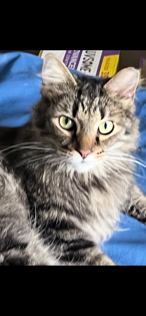 ZZ "LUMEN" COURTESY LISTING - Tabby available for adoption