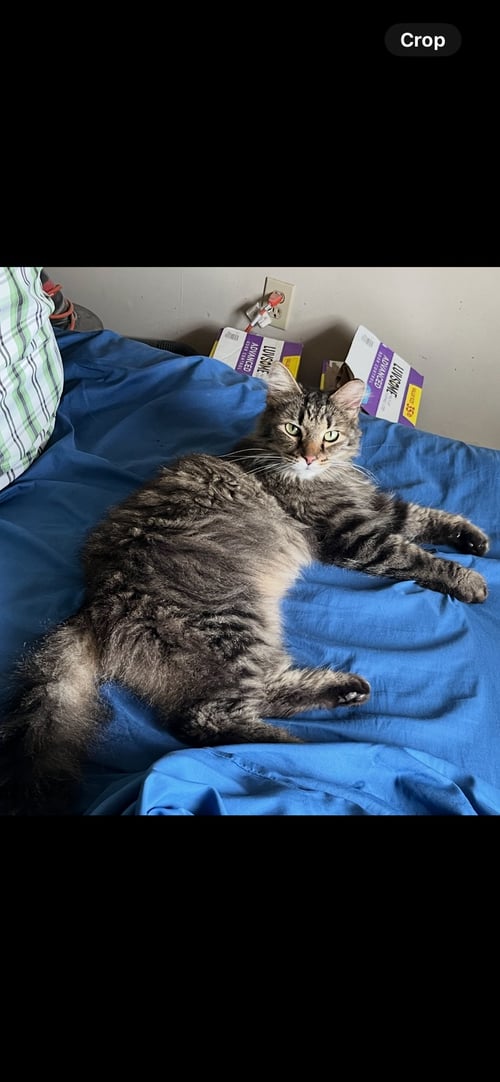 ZZ "LUMEN" COURTESY LISTING - Tabby available for adoption
