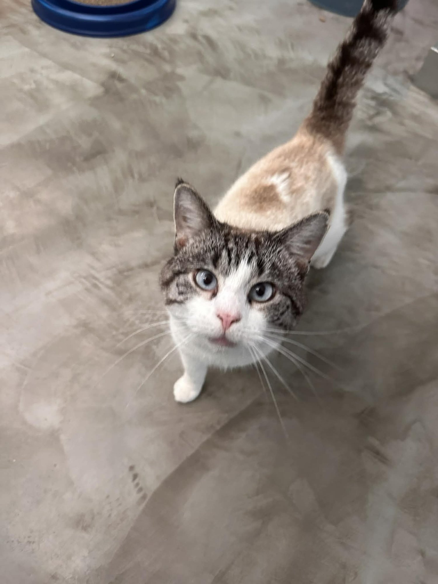 WHISKEY - Siamese / Tabby for adoption in Covington