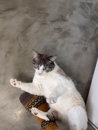 Whiskey - Photo 4