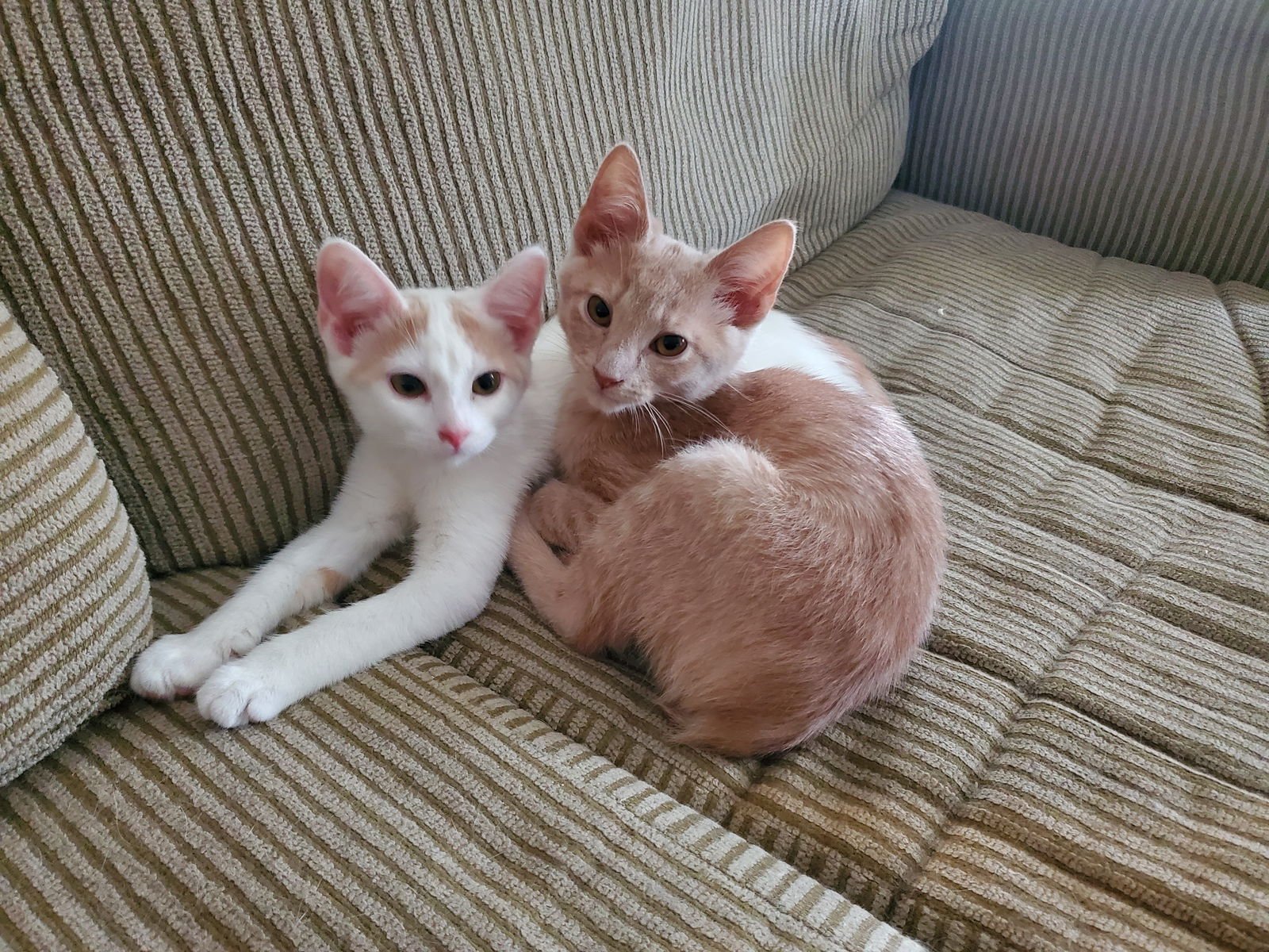 MAGICAL - Domestic Short Hair available for adoption