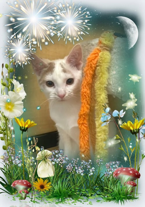 MAGICAL (GIGI) - Domestic Short Hair available for adoption