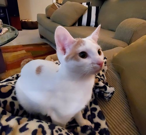MAGICAL (GIGI) - Domestic Short Hair available for adoption
