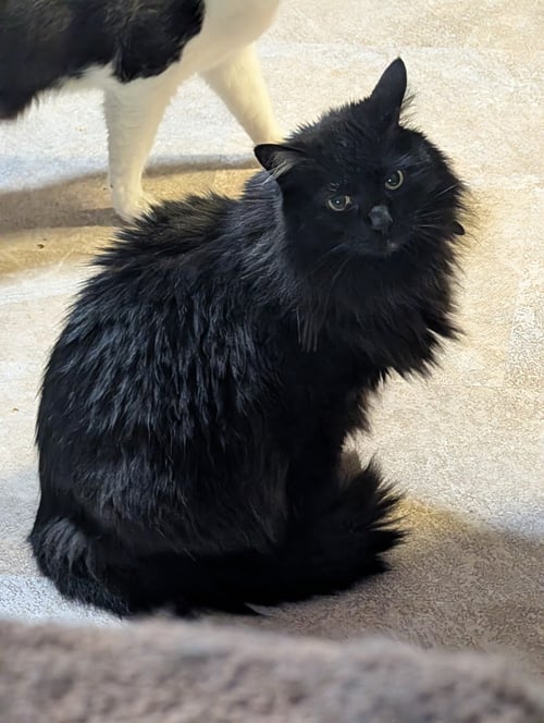 ZZ "DUSTY" COURTESY LISTING - Domestic Medium Hair available for adoption