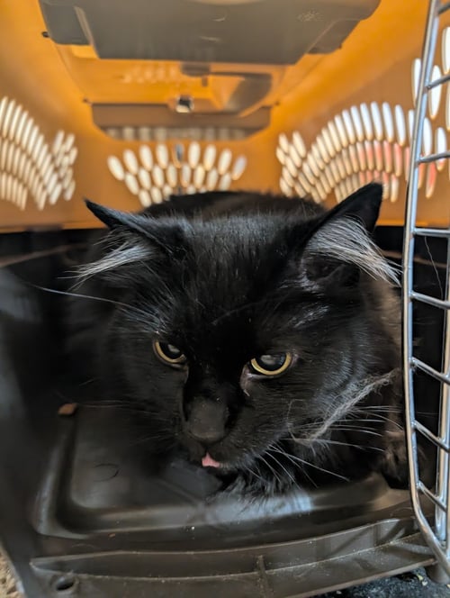 ZZ "DUSTY" COURTESY LISTING - Domestic Medium Hair available for adoption
