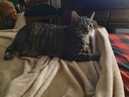 ZZ "ZOE" COURTESY LISTING - Tabby available for adoption