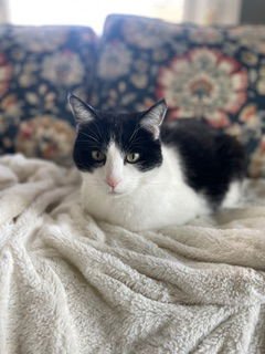 CORY - Domestic Short Hair available for adoption