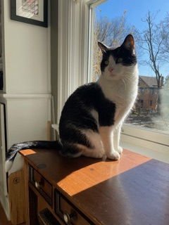 CORY - Domestic Short Hair available for adoption